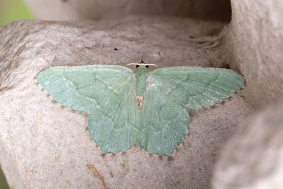 468 Brunfläckig lundmätare - Hemithea aestivaria