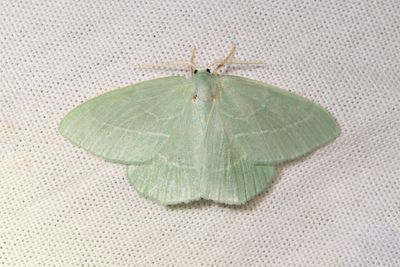 471 Smaragdgrön lundmätare - Hemistola chrysoprasaria