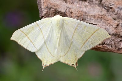481 Svansmätare - Ourapteryx sambucaria