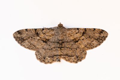 518 Fruktträdslavmätare - Peribatodes rhomboidaria