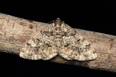 521 Barrskogslavmätare - Deileptenia ribeata