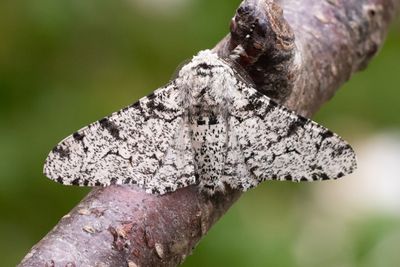 533 Björkmätare - Biston betularia