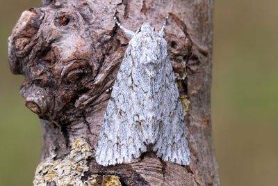 694 Lönnaftonfly - Acronicta aceris