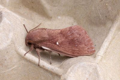 70 Tallspinnare - Dendrolimus pini