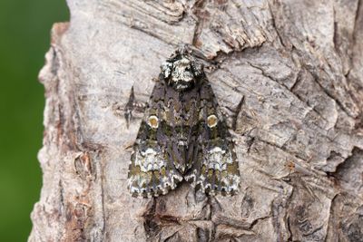 702 Ligusterfly - Craniophora ligustri