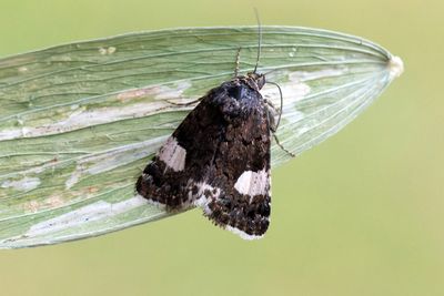 749 Kalkfly - Tyta luctuosa