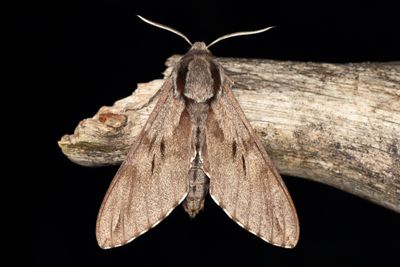 85 Tallsvärmare - Sphinx pinastri