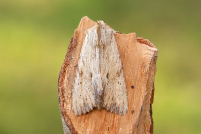 866 Benfärgat ängsfly - Apamea lithoxylaea