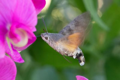 88 Större dagsvärmare - Macroglossum stellatarum