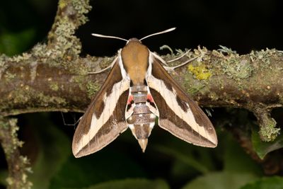 90 Brunsprötad skymningssvärmare - Hyles gallii