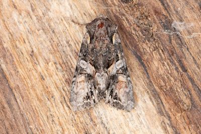 963 Brokigt lundfly - Lacanobia contigua