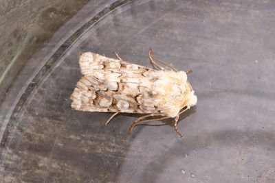 988 Ockragult nejlikfly - Hadena irregularis