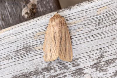 990 Rödgrått gräsfly - Mythimna pudorina