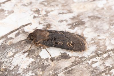 1014 Alvarjordfly - Euxoa adumbrata