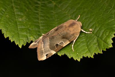 1048 Bredbandat bandfly - Noctua fimbriata