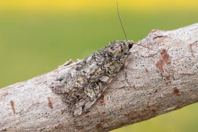 1062 Grönt skogsfly - Anaplectoides prasina
