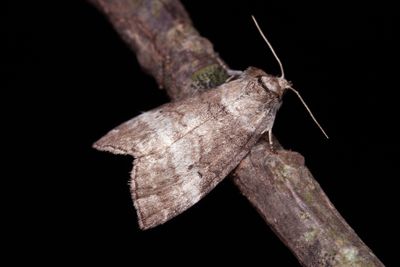 230 Björkblekmaskspinnare - Ochropacha duplaris