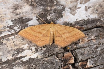 234 Ockralövmätare - Idaea ochrata