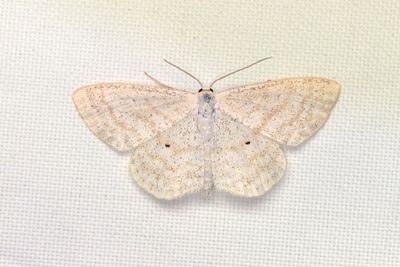 259 Ängslövmätare - Scopula immutata