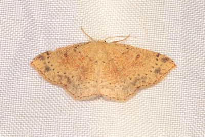 269 Brunvattrad gördelmätare - Cyclophora porata