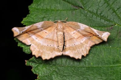 493 Syrenmätare - Apeira syringaria