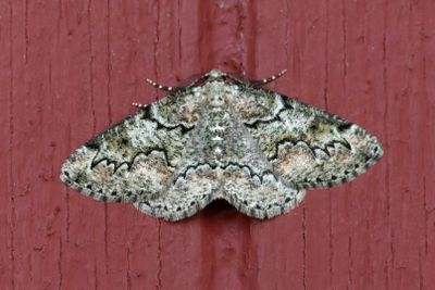 549 Grönaktig lavmätare - Cleorodes lichenaria