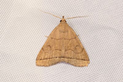 605 Gulgrått tofsfly - Herminia tarsipennalis