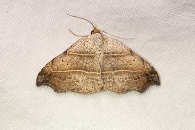 615 Sikelfly - Laspeyria flexula