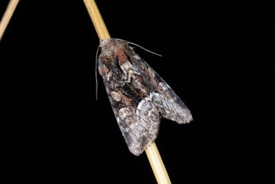 879 Rödskimrande ängsfly - Oligia latruncula
