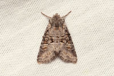 882 Pilfly - Brachylomia viminalis