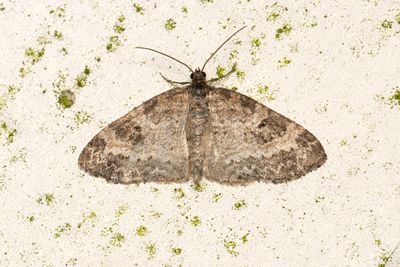 458 Långflikad lobmätare - Pterapherapteryx sexalata