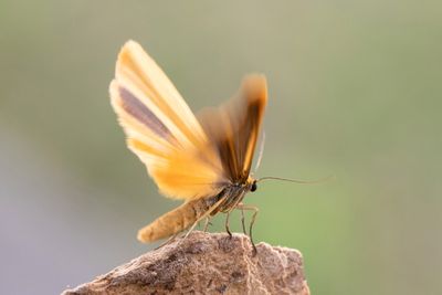 647 Ockragul lavspinnare - Eilema lutarellum
