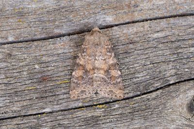 913 Aspbackfly - Parastichtis suspecta