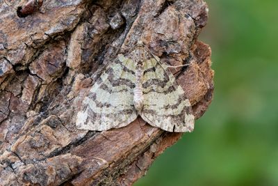 347 Vattrad fältmätare - Hydriomena furcata