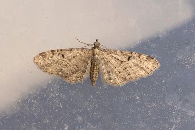 424 Gullrismalmätare - Eupithecia virgaureata
