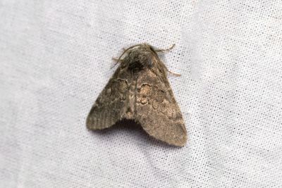 584 Vecklarspinnare - Gluphisia crenata