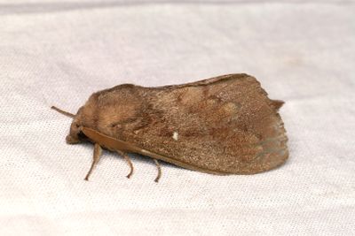70 Tallspinnare - Dendrolimus pini