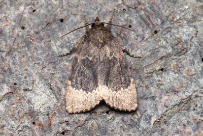 774 Poppelbuskfly - Amphipyra perflua