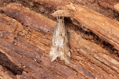1095 ngspalpmal - Brachmia blandella