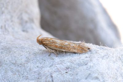1154 Sptistelskorgmal - Metzneria aestivella