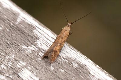1183 Knappsvsdystermal - Monochroa lucidella