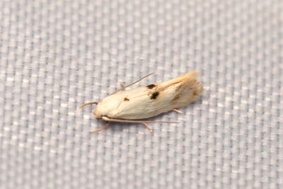 1465 Rrflensgrsmal - Elachista maculicerusella