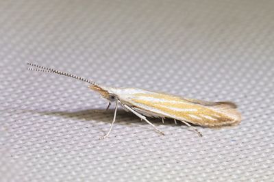 1693 Gulstreckad avenbokssckmal - Coleophora currucipennella