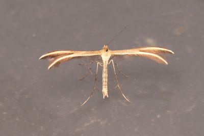 1831 Flcksprtat timjanfjdermott -  Merrifieldia tridactyla