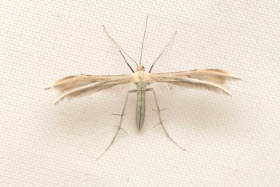 1837 Kungsmyntefjdermott - Merrifieldia baliodactyla
