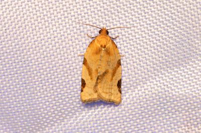 1927 Blbrsbredvecklare - Paramesia gnomana