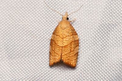 1942 Hasselbredvecklare - Pandemis corylana