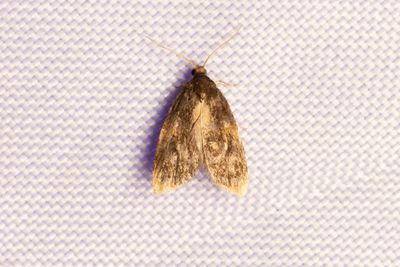 2034 Gulbandad bredvecklare - Spatalistis bifasciana