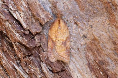 2061 Smultronhstvecklare - Acleris aspersana