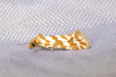 2125 Rllikablomvecklare - Aethes margaritana